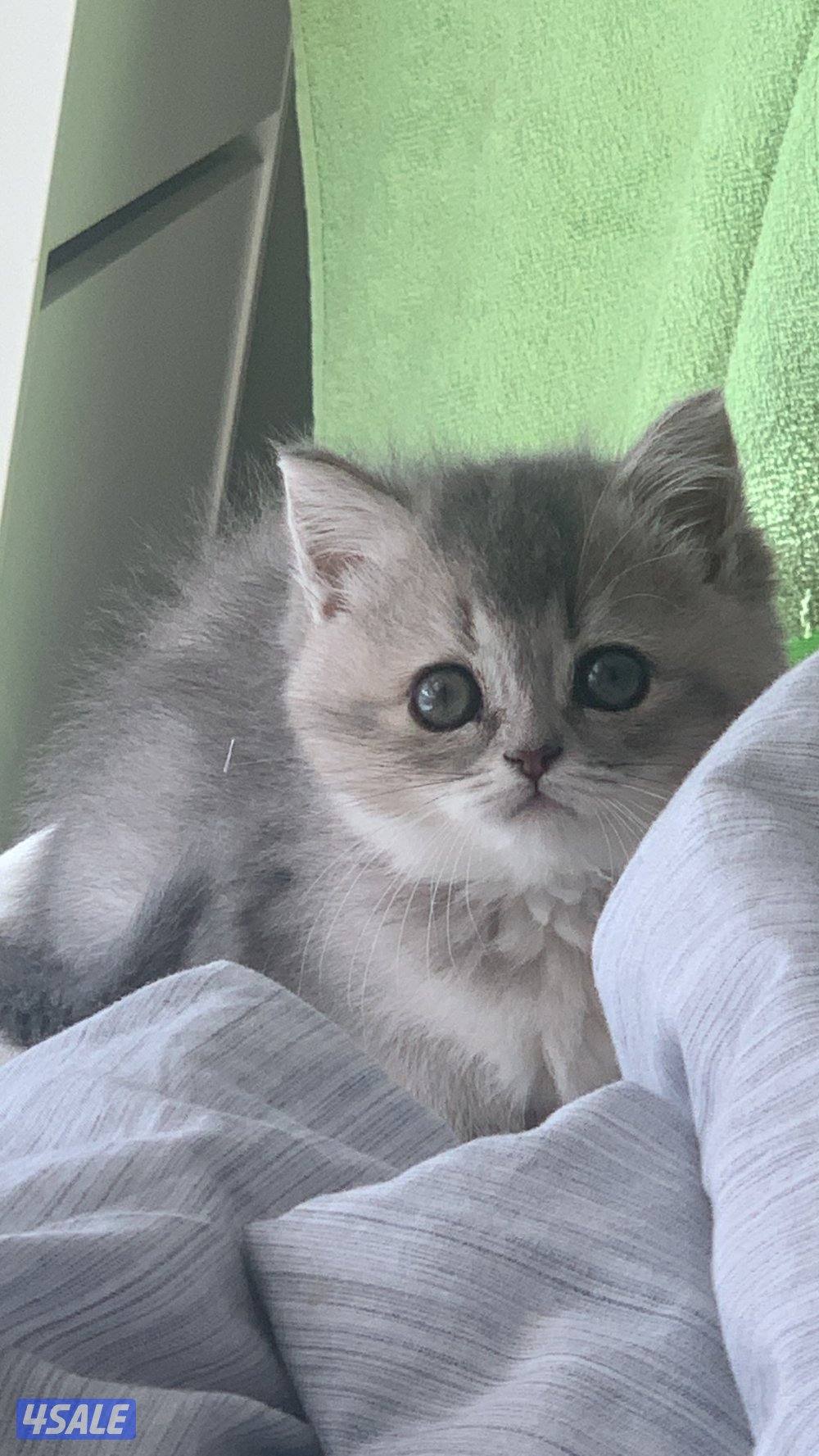 سكوتش ستريت انثي0