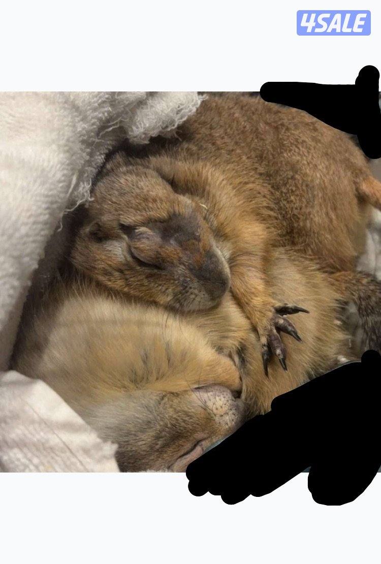 شانشيلا وبراري دوق1