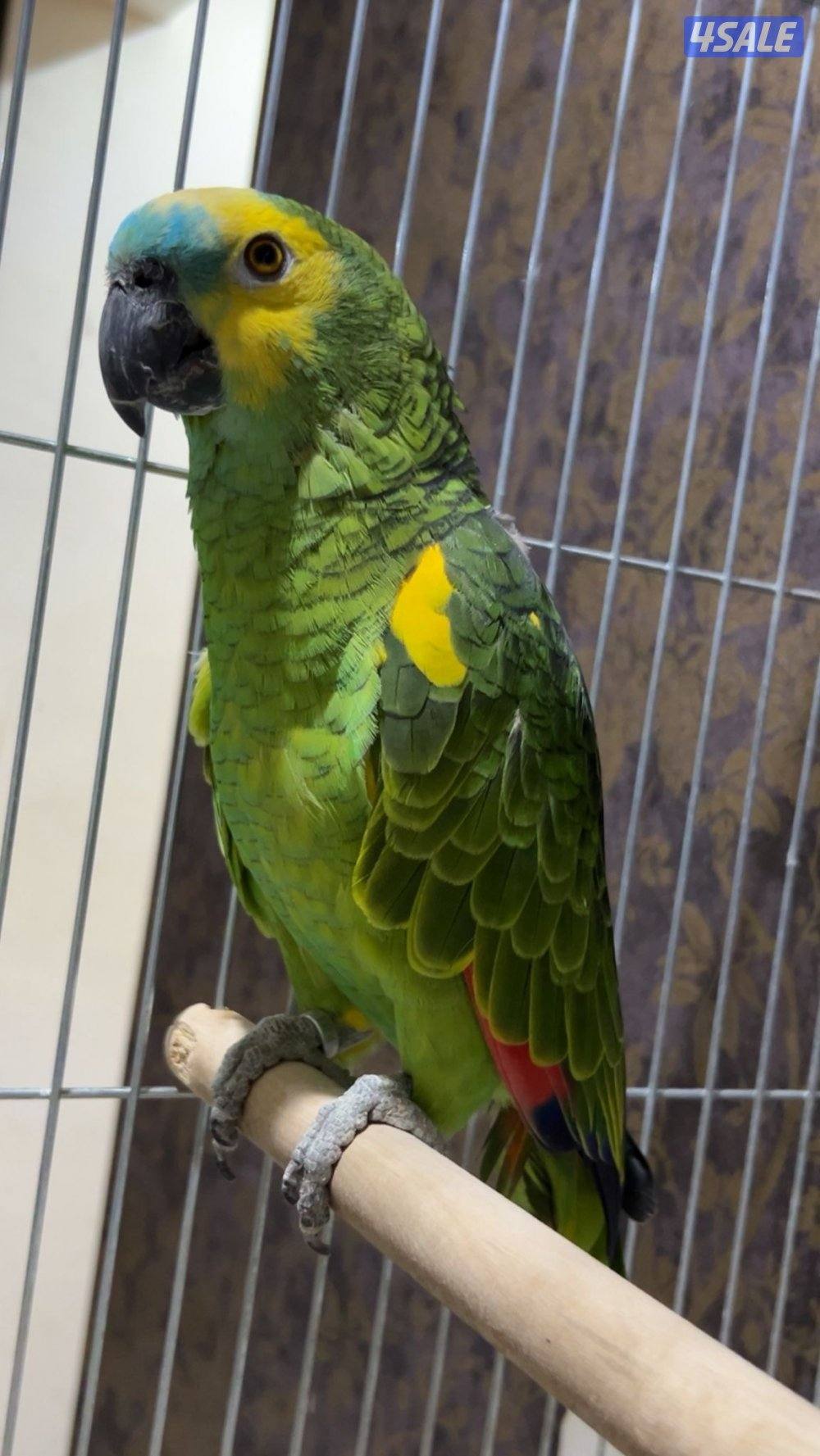 او كاسكو بلو فرينتد العمر ٢سنوات مافيه شي يسمعه ويتكلم0