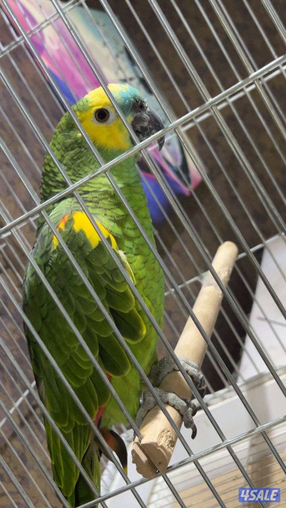 او كاسكو بلو فرينتد العمر ٢سنوات مافيه شي يسمعه ويتكلم2