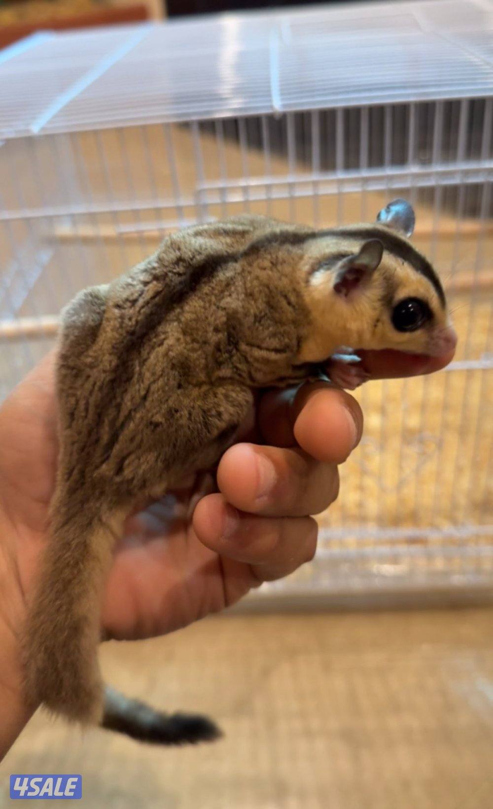 سنجاب طائر اليف0