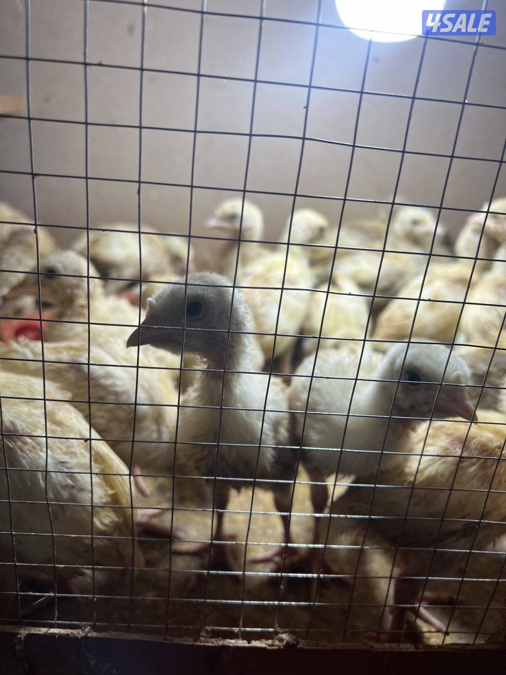 للبيع فروخ رومي العمر من سبوعين الي ثلاث اسابيع0