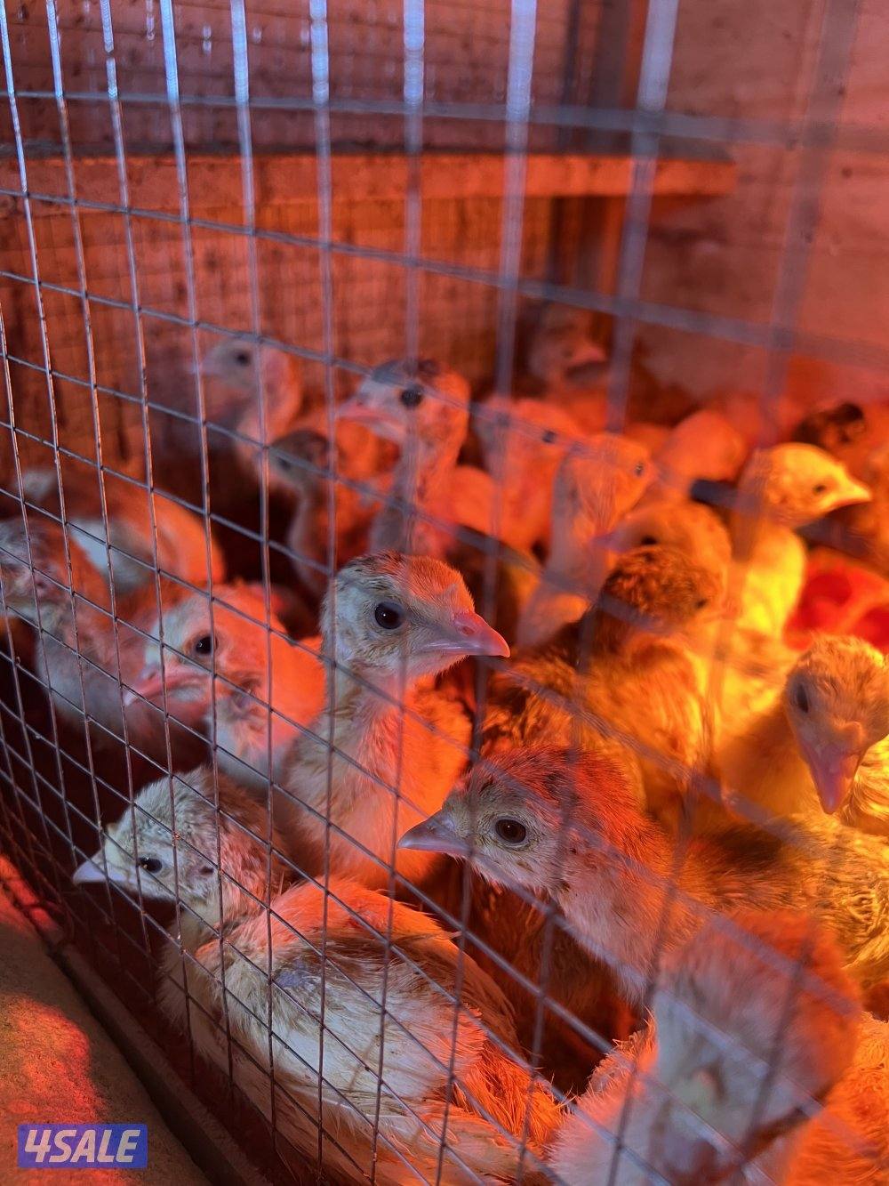 للبيع فروخ رومي العمر من سبوعين الي ثلاث اسابيع1