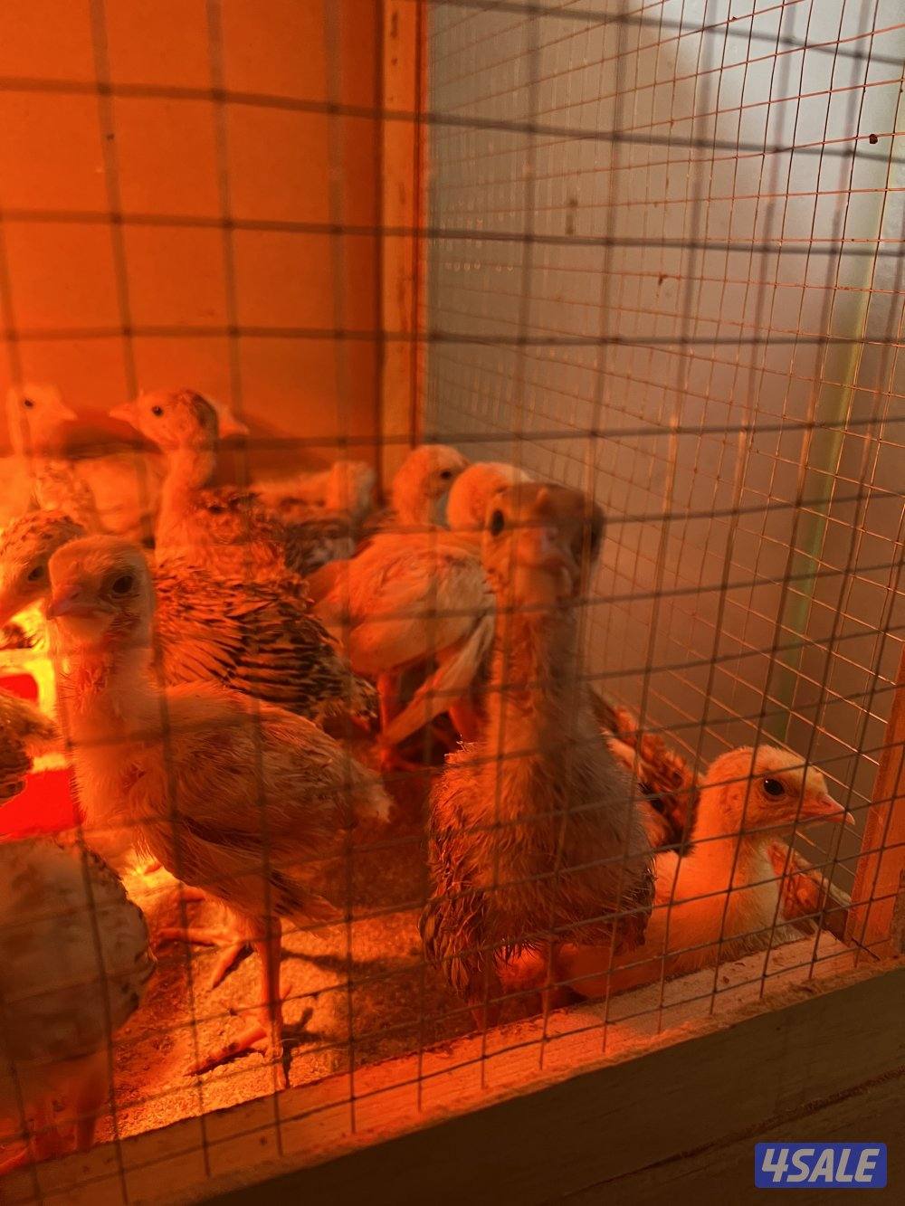 للبيع فروخ رومي العمر من سبوعين الي ثلاث اسابيع2