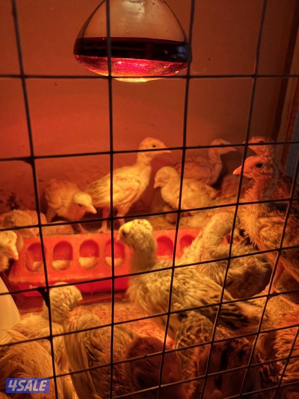 للبيع فروخ رومي العمر من سبوعين الي ثلاث اسابيع3