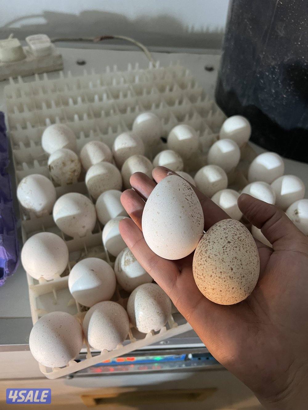 للبيع فروخ رومي العمر من سبوعين الي ثلاث اسابيع5