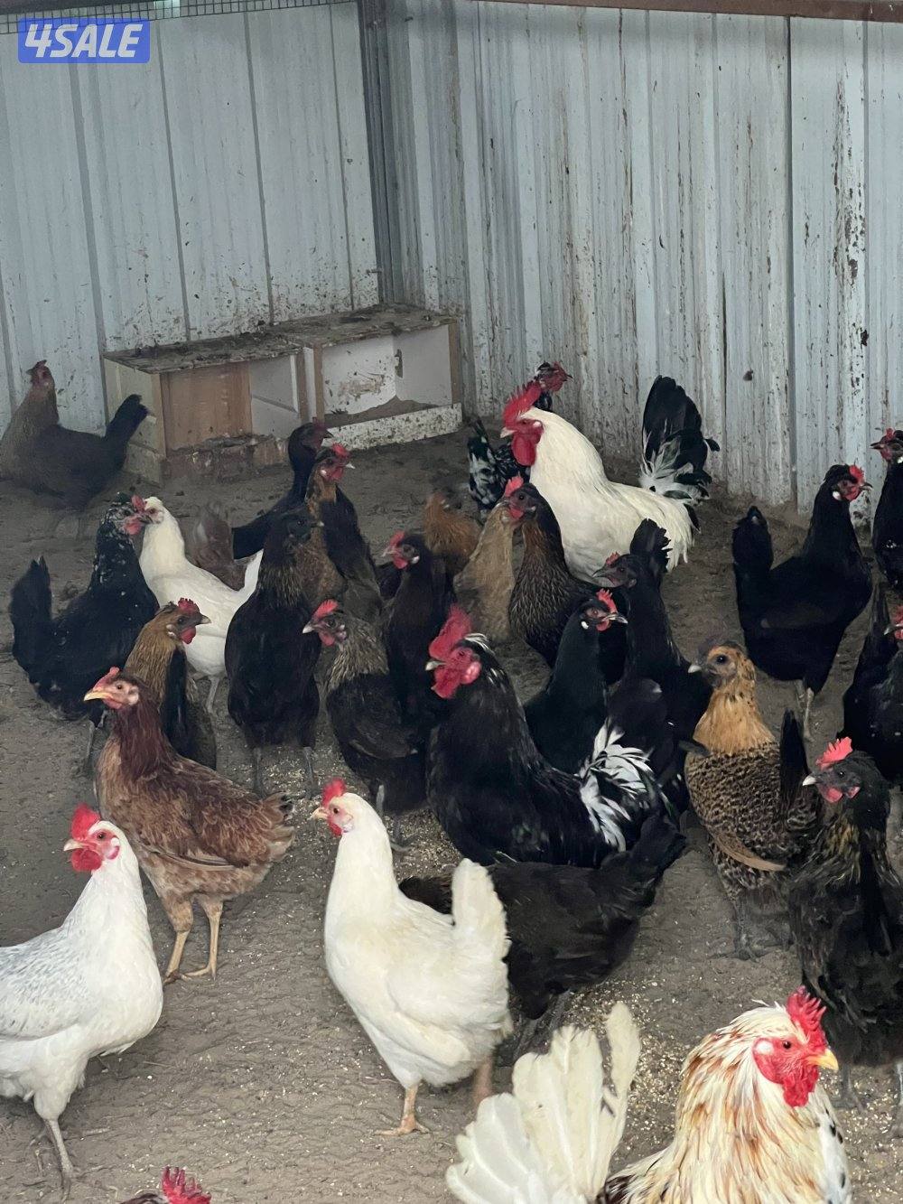 دجاج عربي طيب0