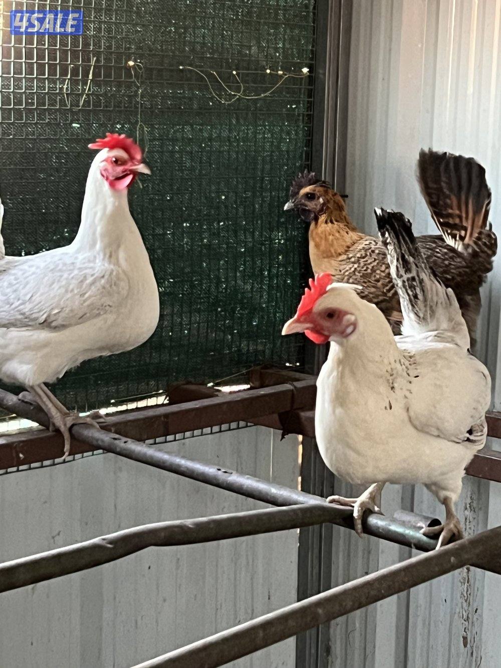 دجاج عربي طيب1