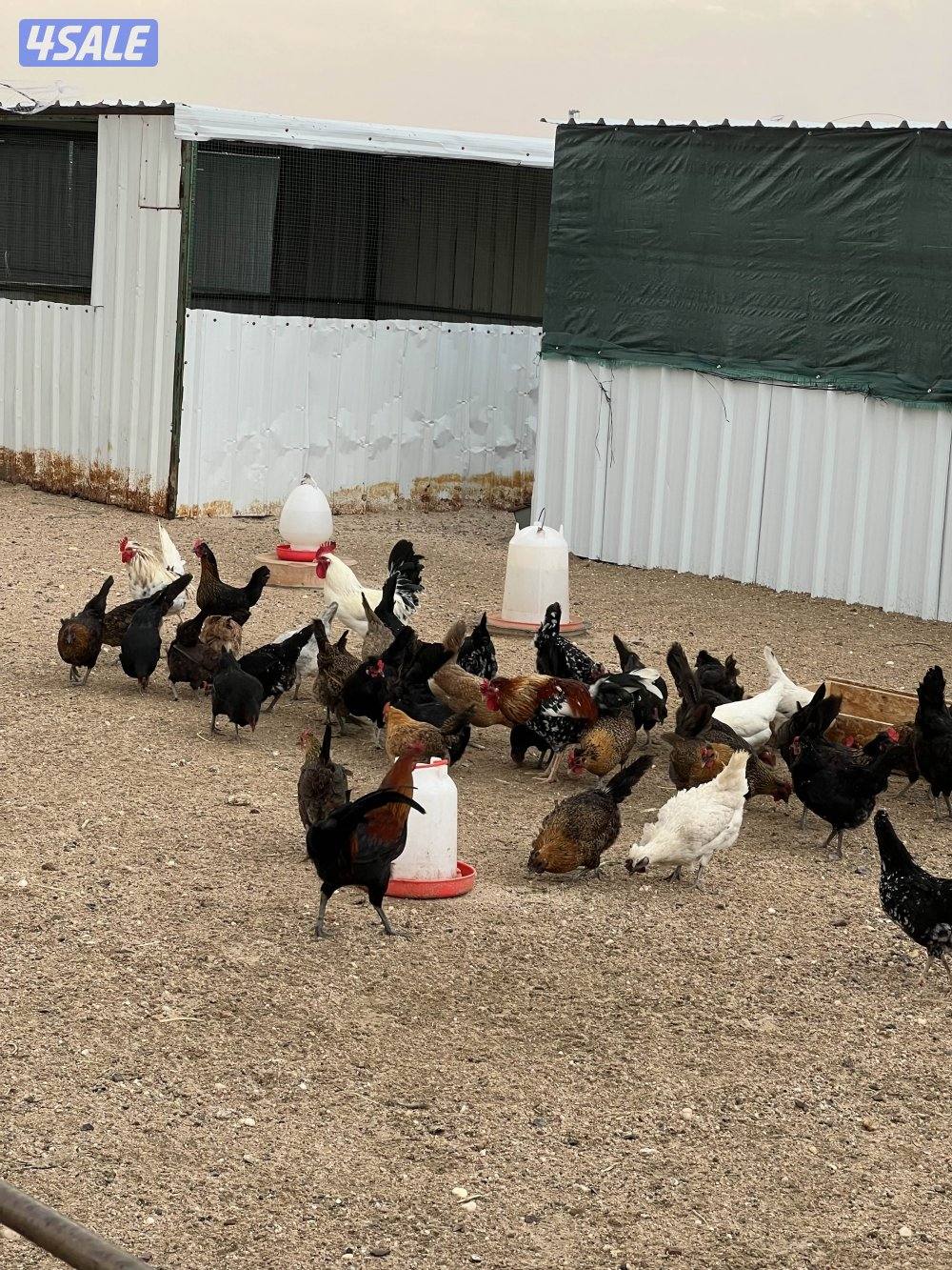 دجاج عربي طيب2