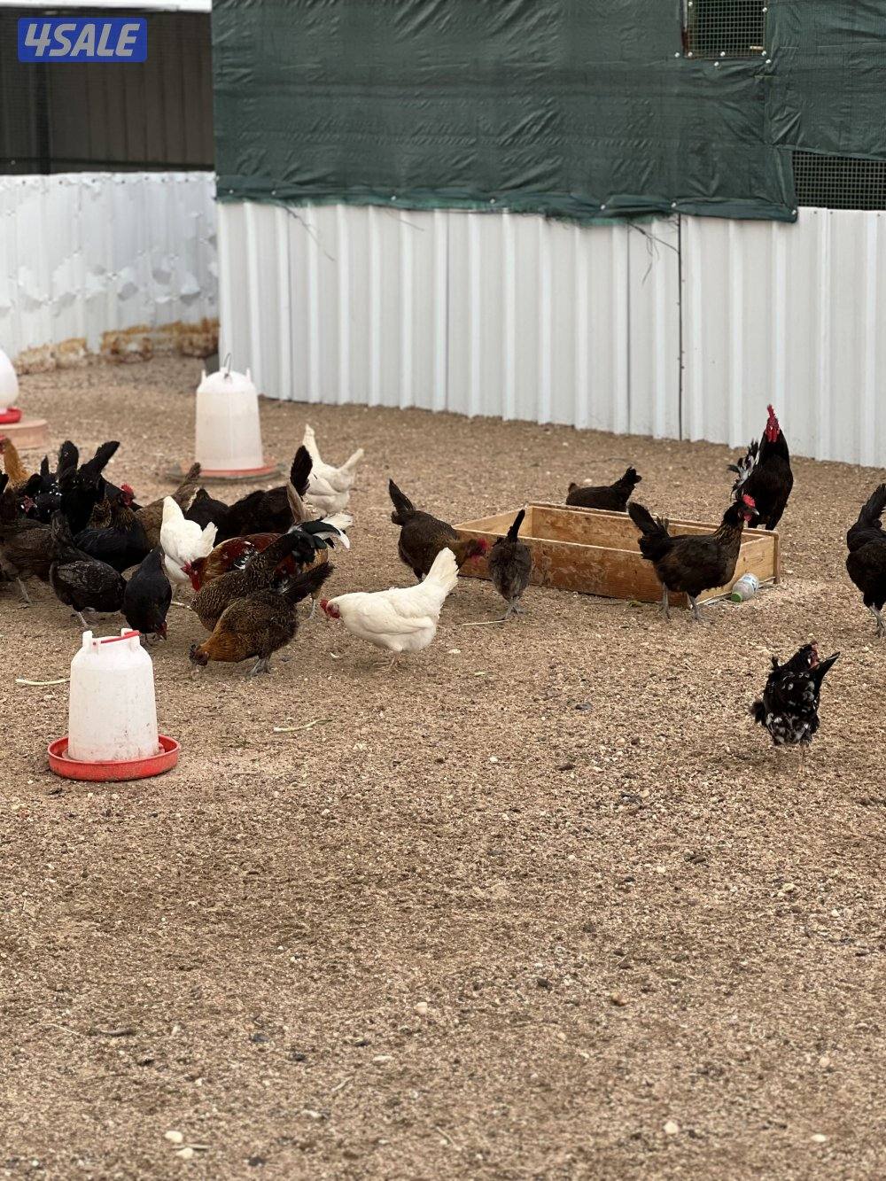 دجاج عربي طيب3