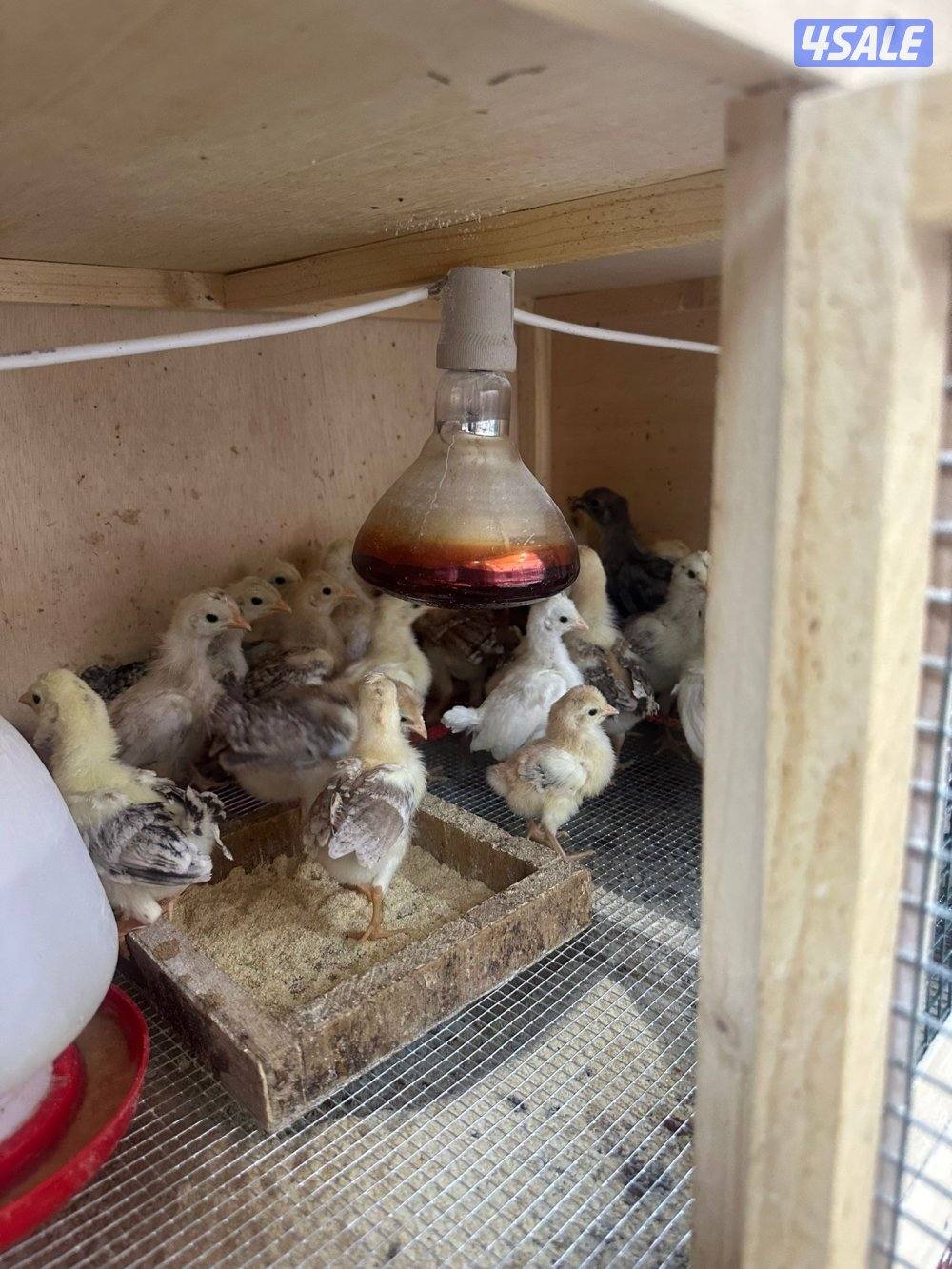 للبيع فروخ دجاج عربي قديم العمر سبوع وفوق0