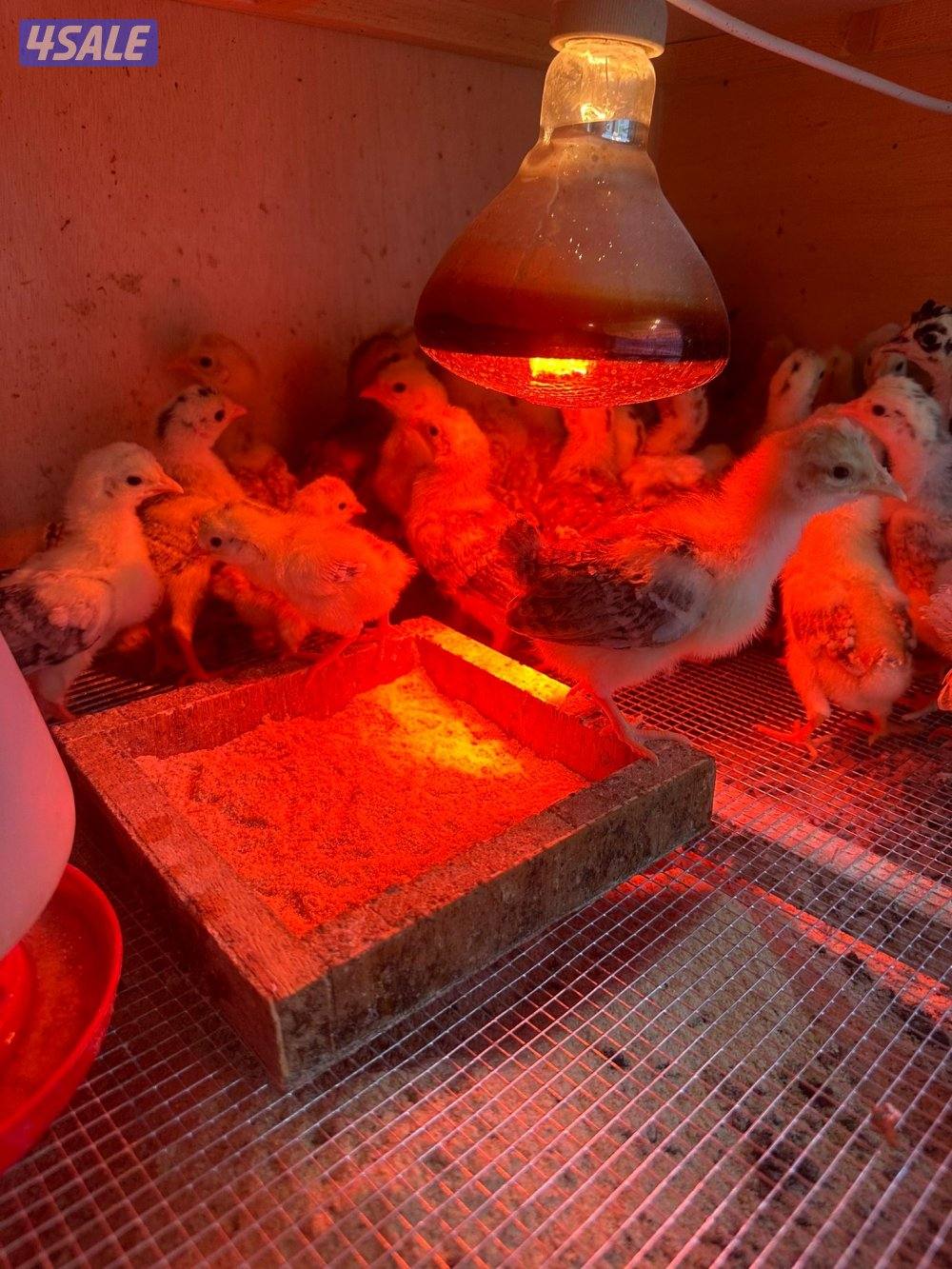 للبيع فروخ دجاج عربي قديم العمر سبوع وفوق1