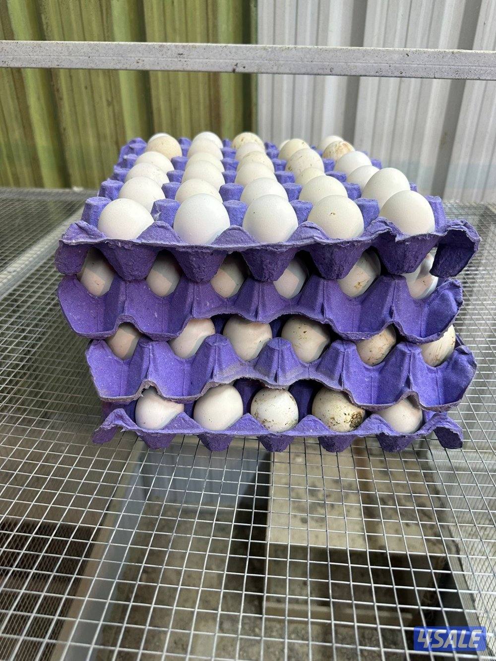 للبيع فروخ دجاج عربي قديم العمر سبوع وفوق2