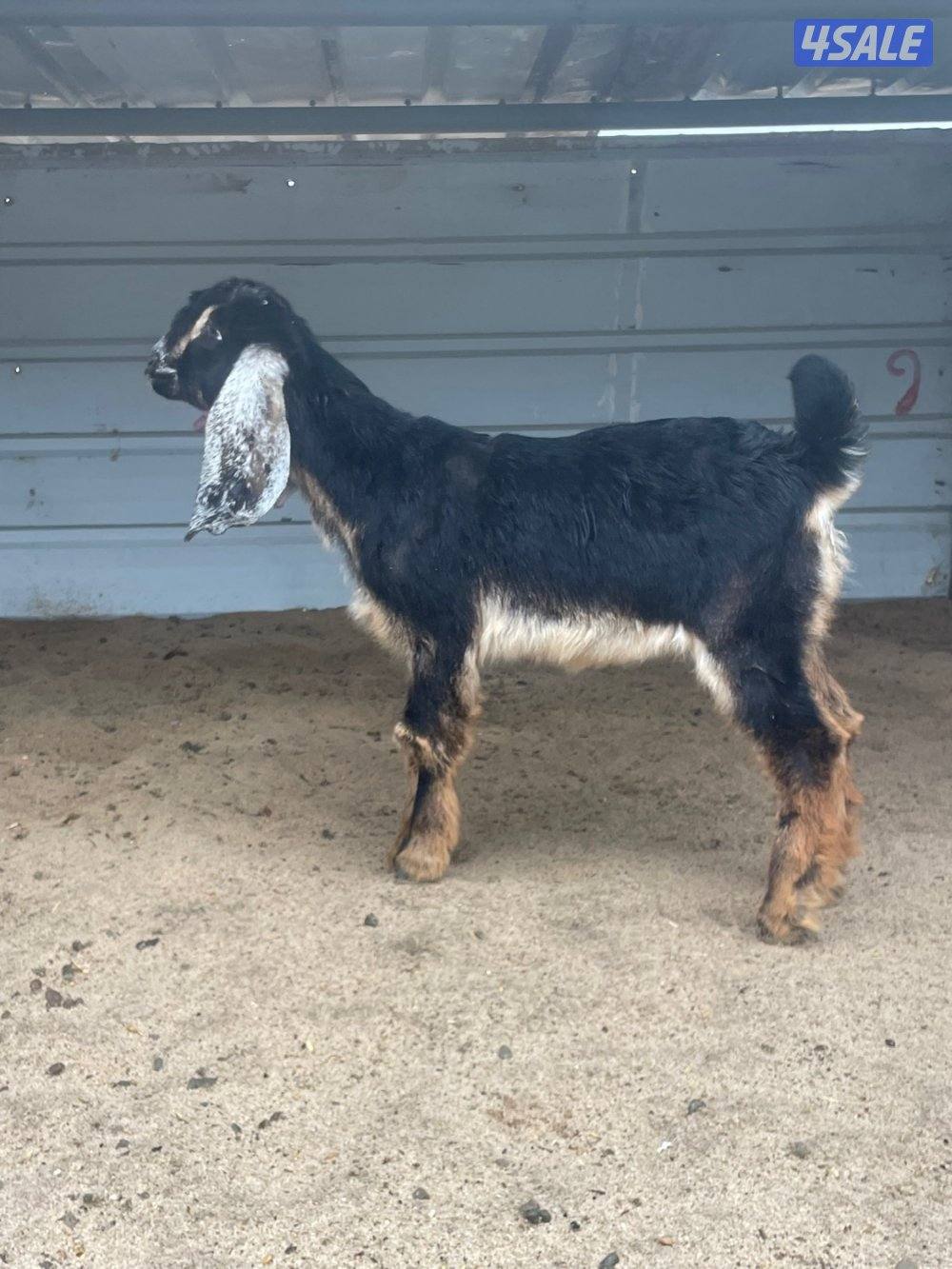 جفره العمر شهرين ونص0