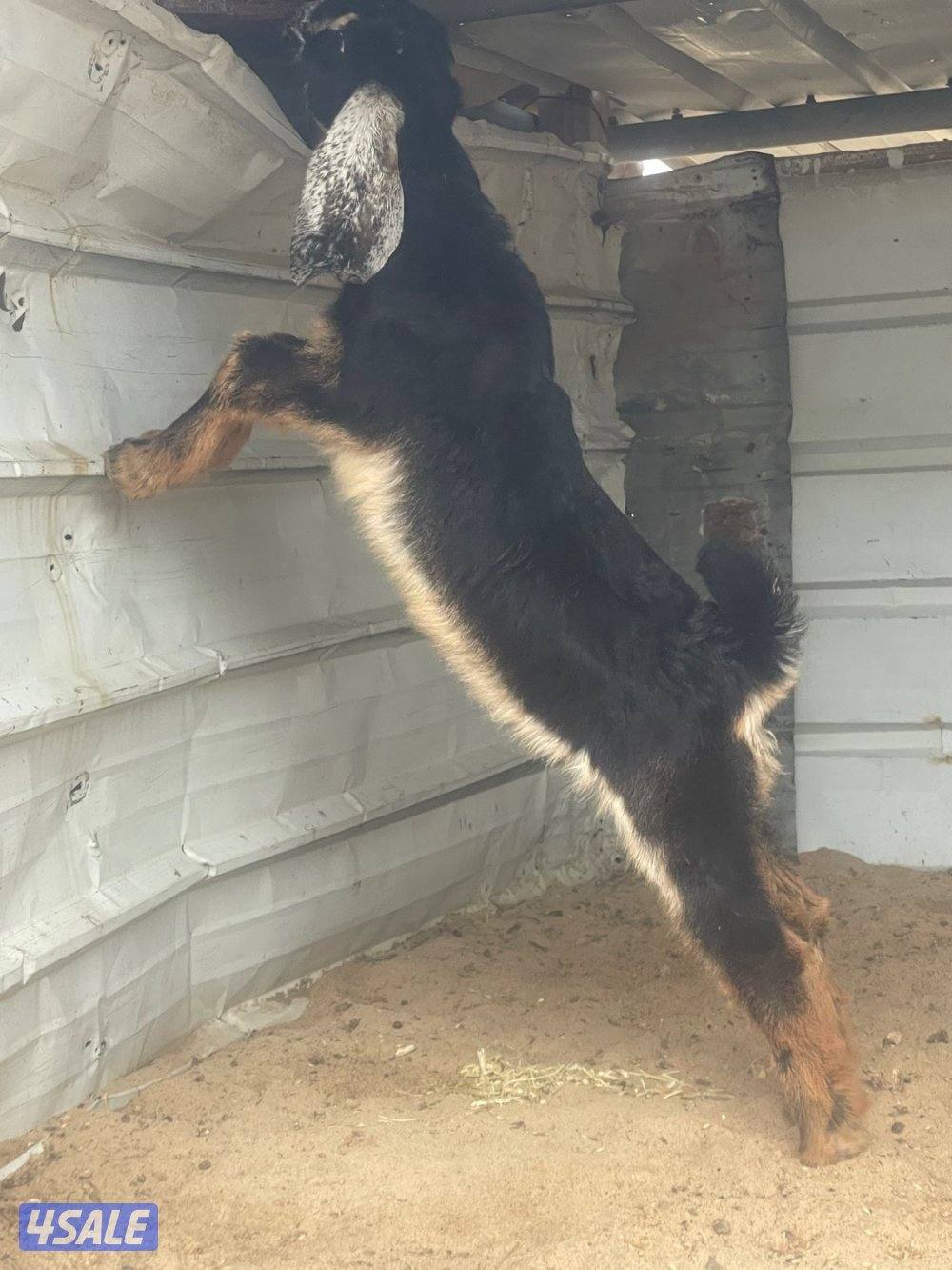 جفره العمر شهرين ونص1