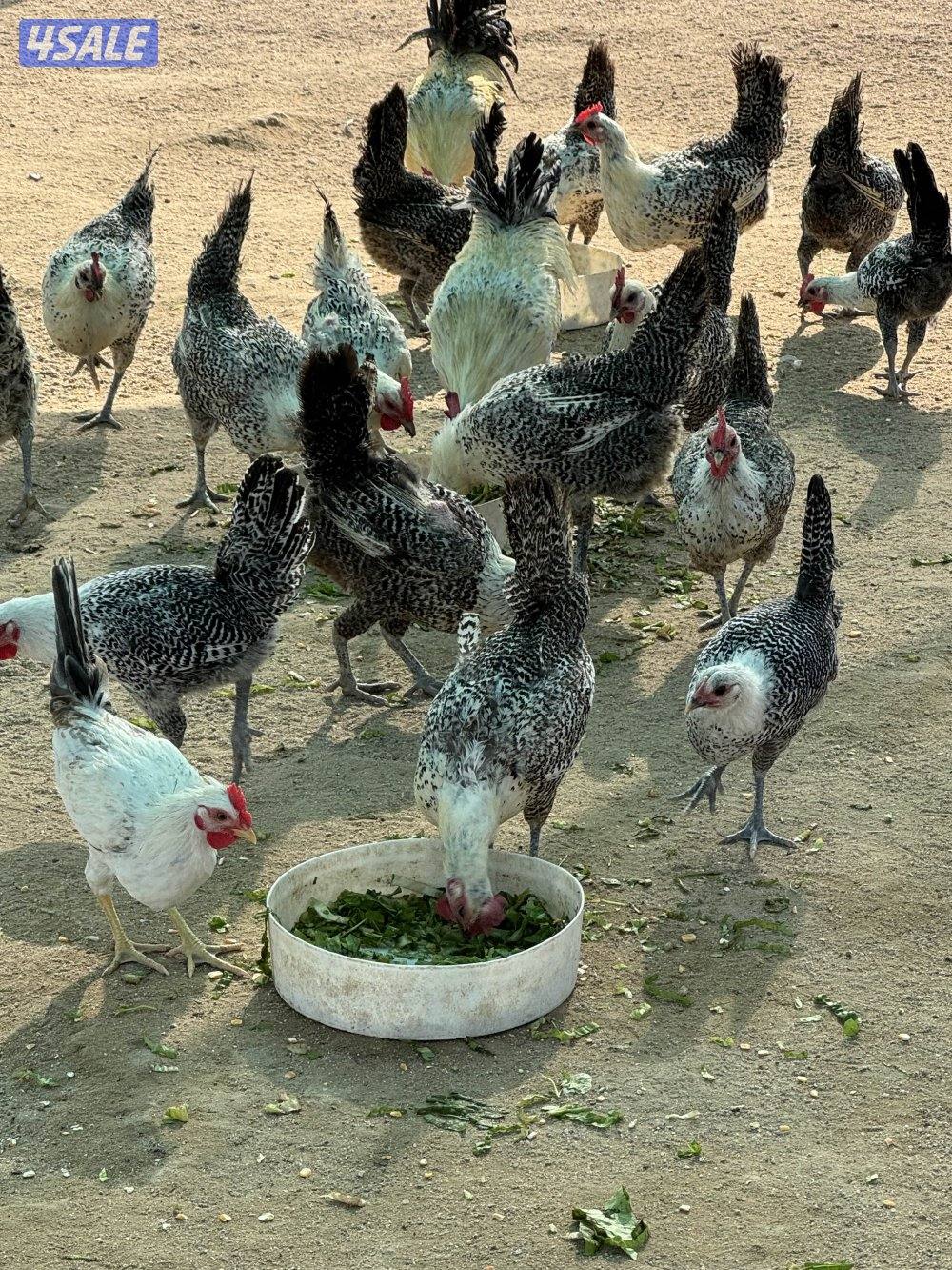 للبيع مجموعات فيومي0