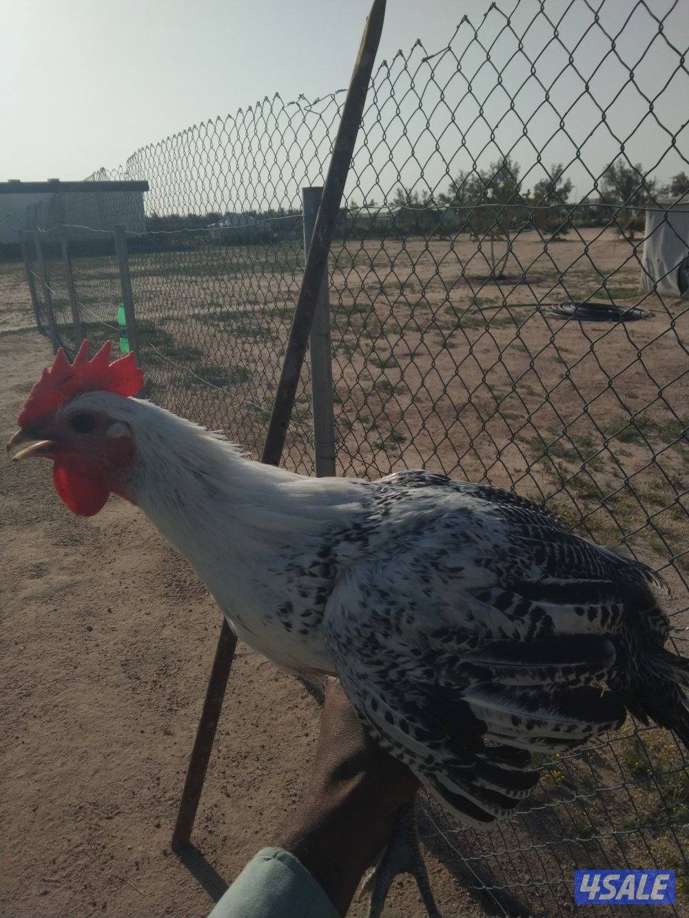 للبيع مجموعات فيومي1