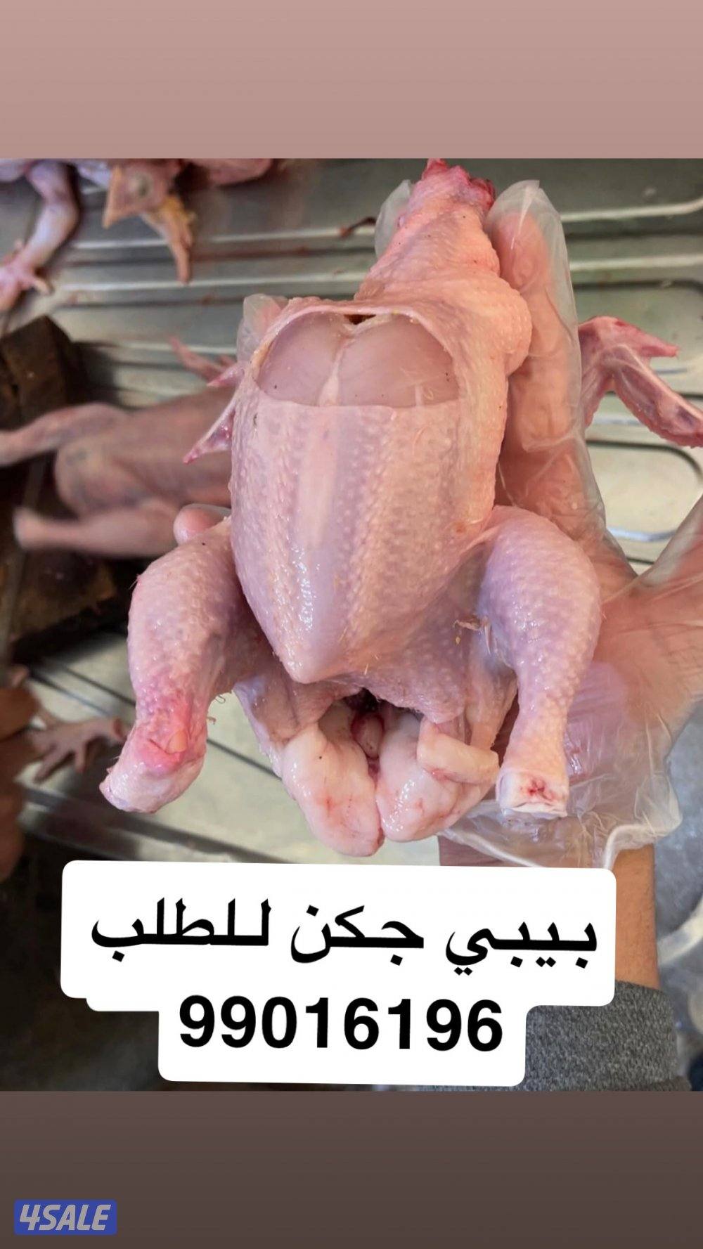 بيبي جكن شرط السمنه والصحه2