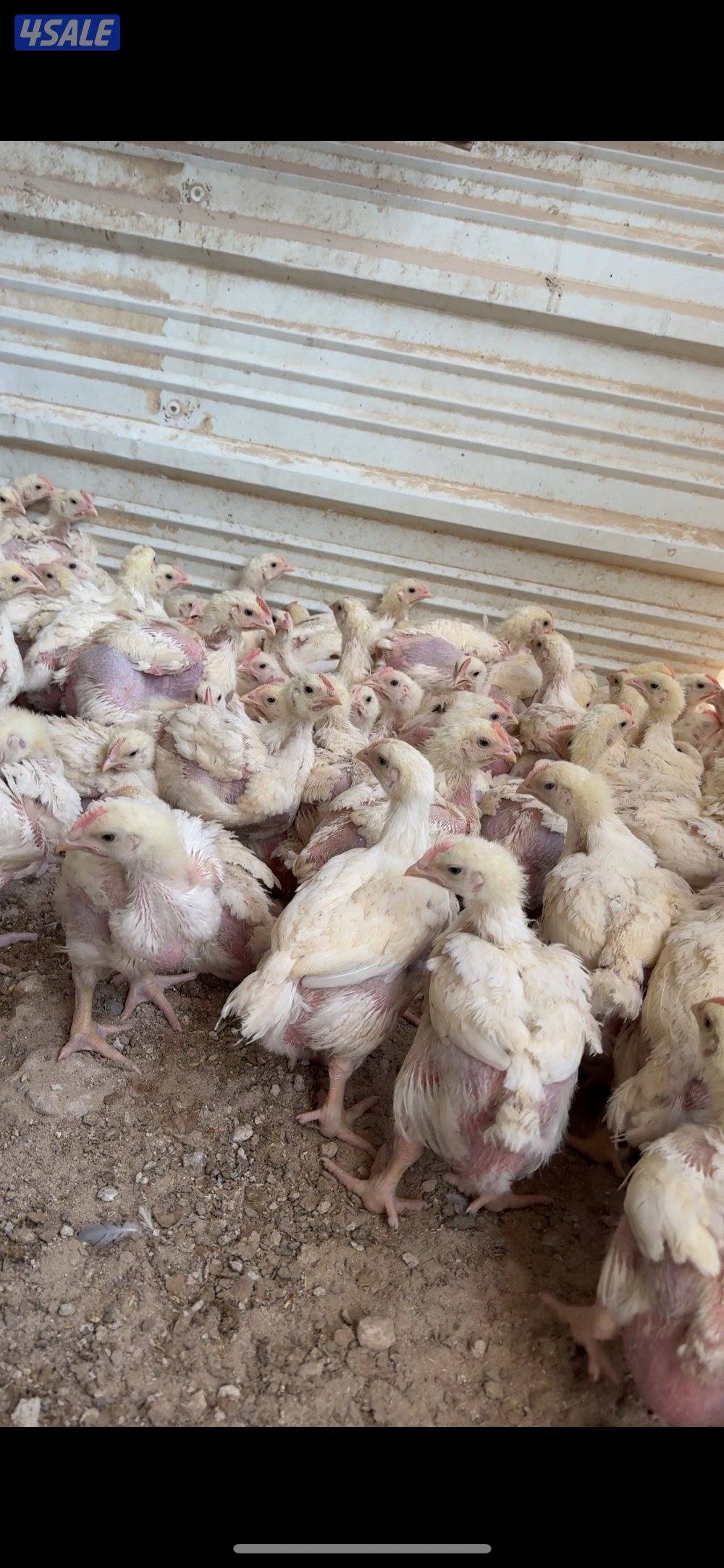 بيبي جكن شرط السمنه والصحه3