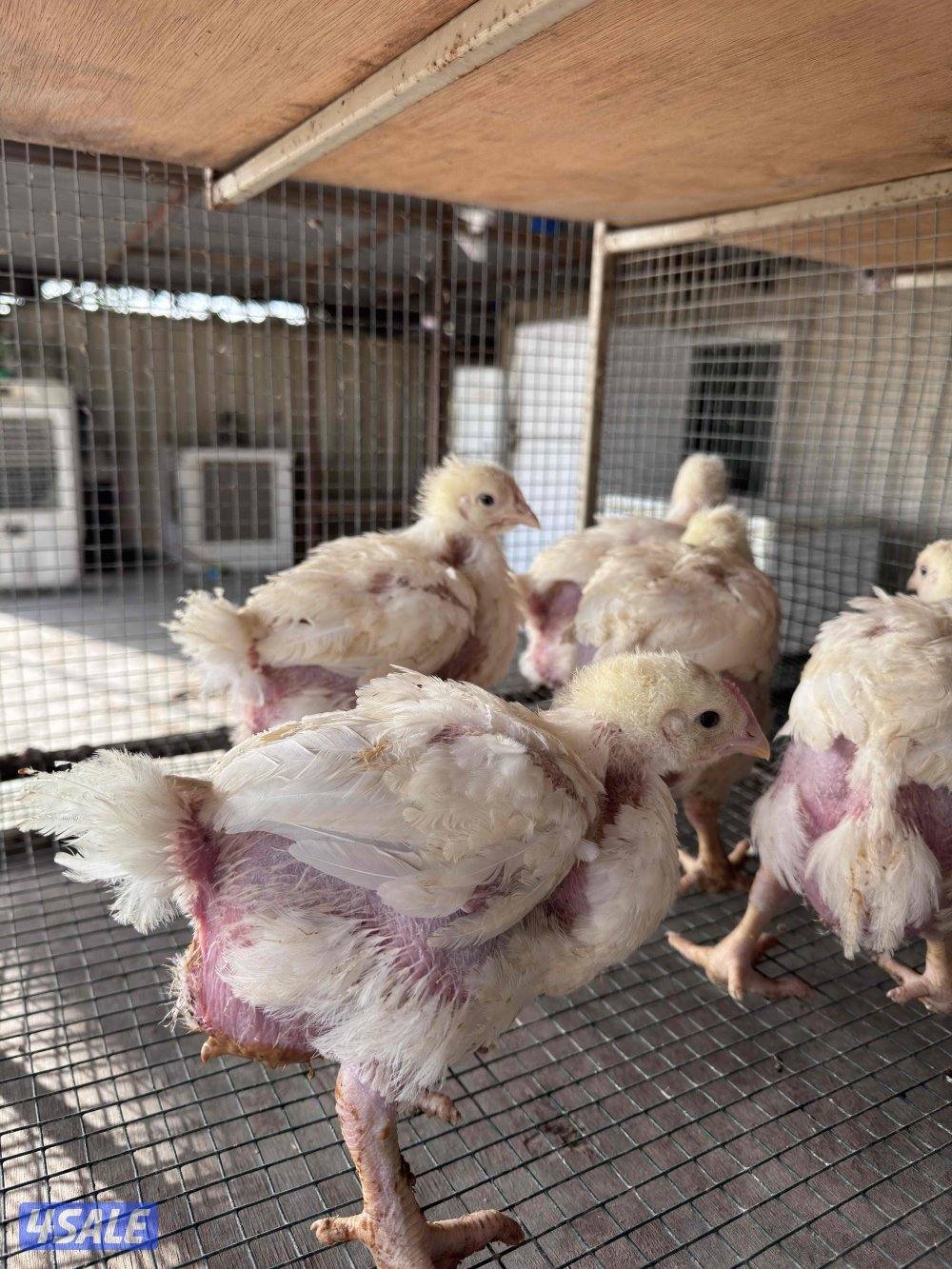 بيبي جكن شرط السمنه والصحه4