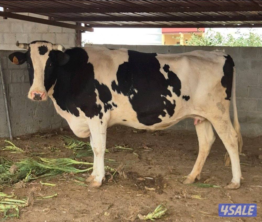 للبيع بقرتين وافين وبصحة جيد في العبدلي0