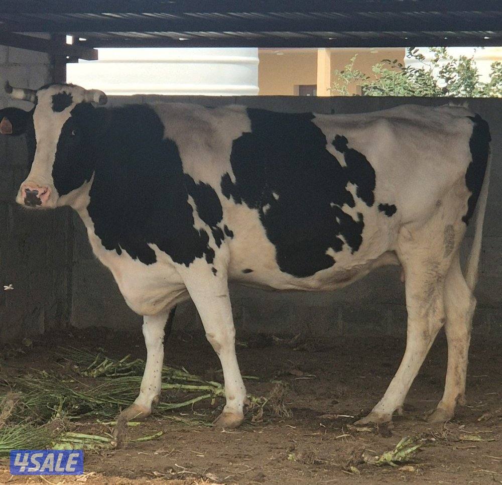 للبيع بقرتين وافين وبصحة جيد في العبدلي1