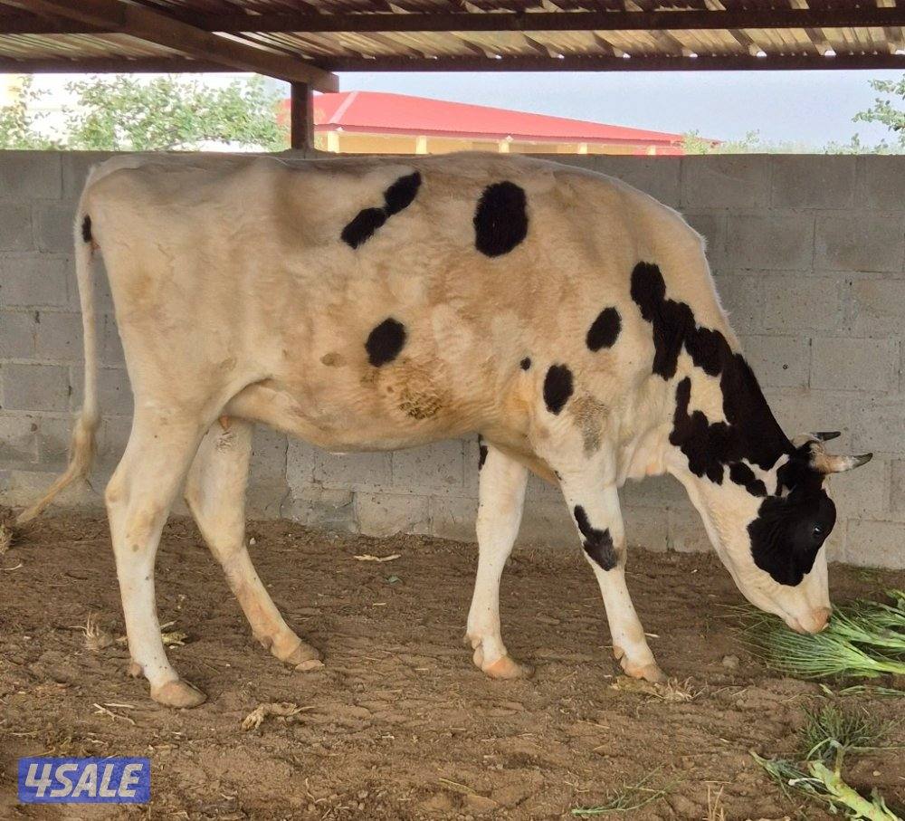 للبيع بقرتين وافين وبصحة جيد في العبدلي3