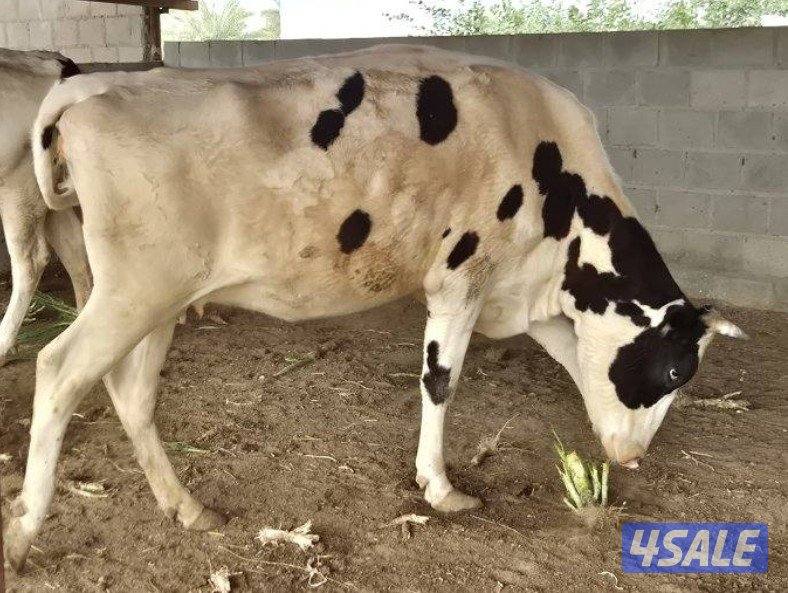 للبيع بقرتين وافين وبصحة جيد في العبدلي2