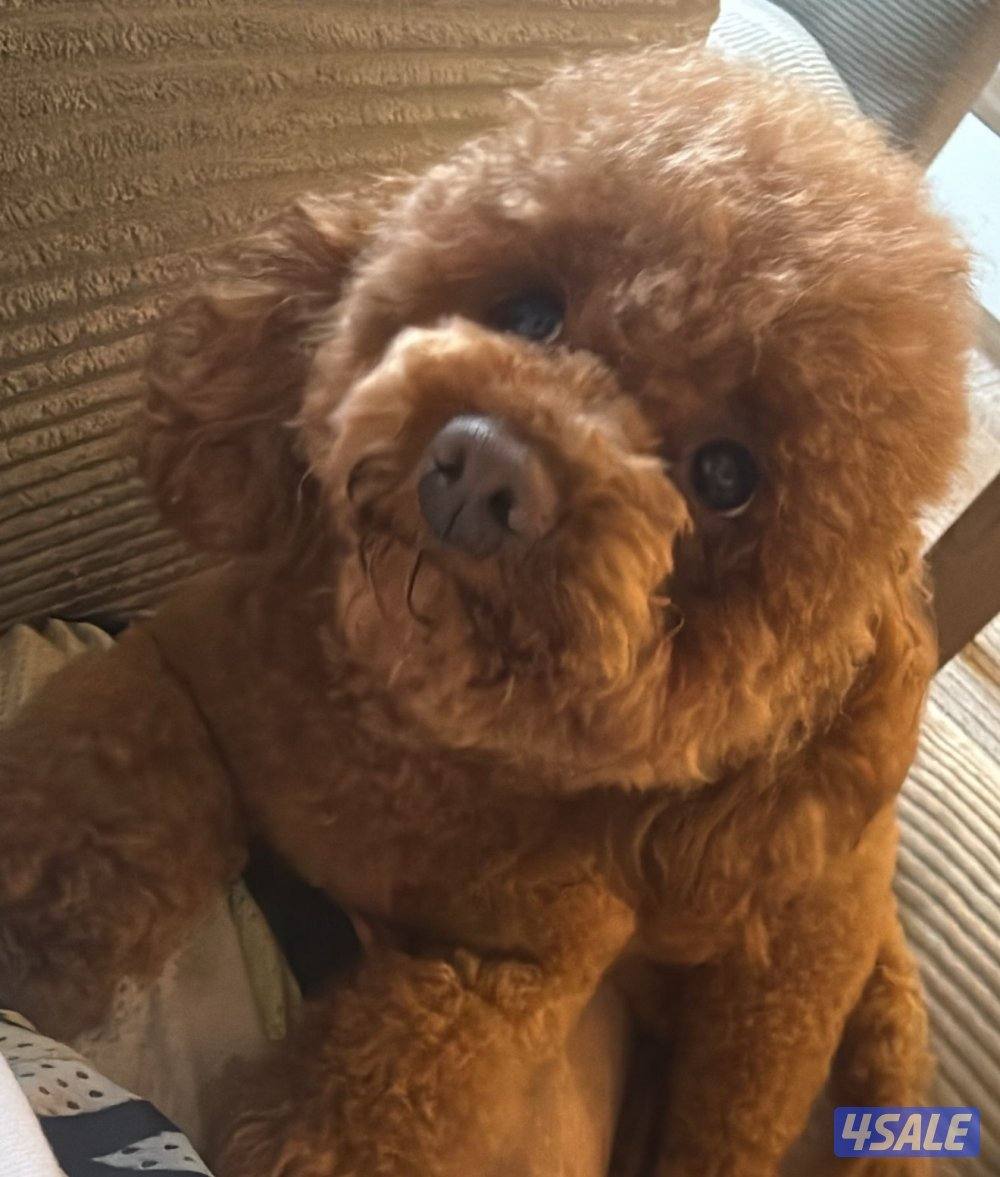 ذكر توي بودل للتزاوج بمقابل مادي  وارد روسيا مختوم5