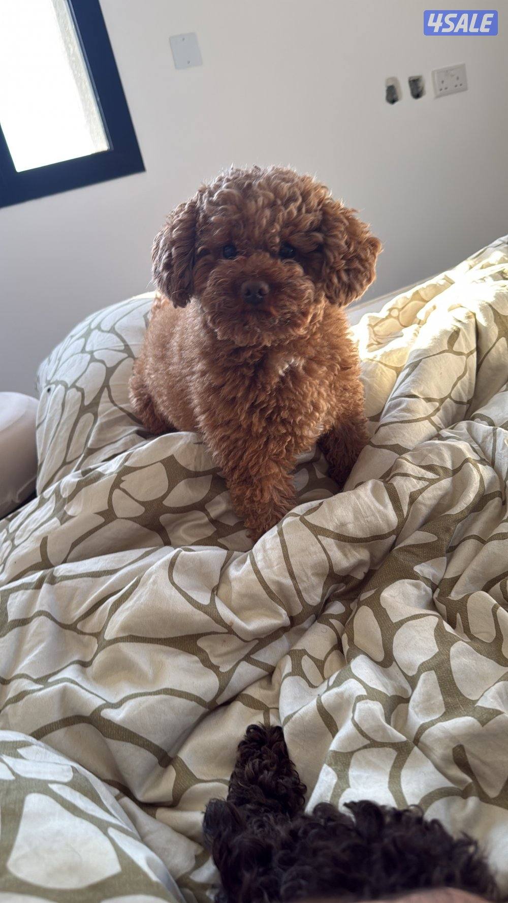 ذكر توي بودل للتزاوج بمقابل مادي  وارد روسيا مختوم1