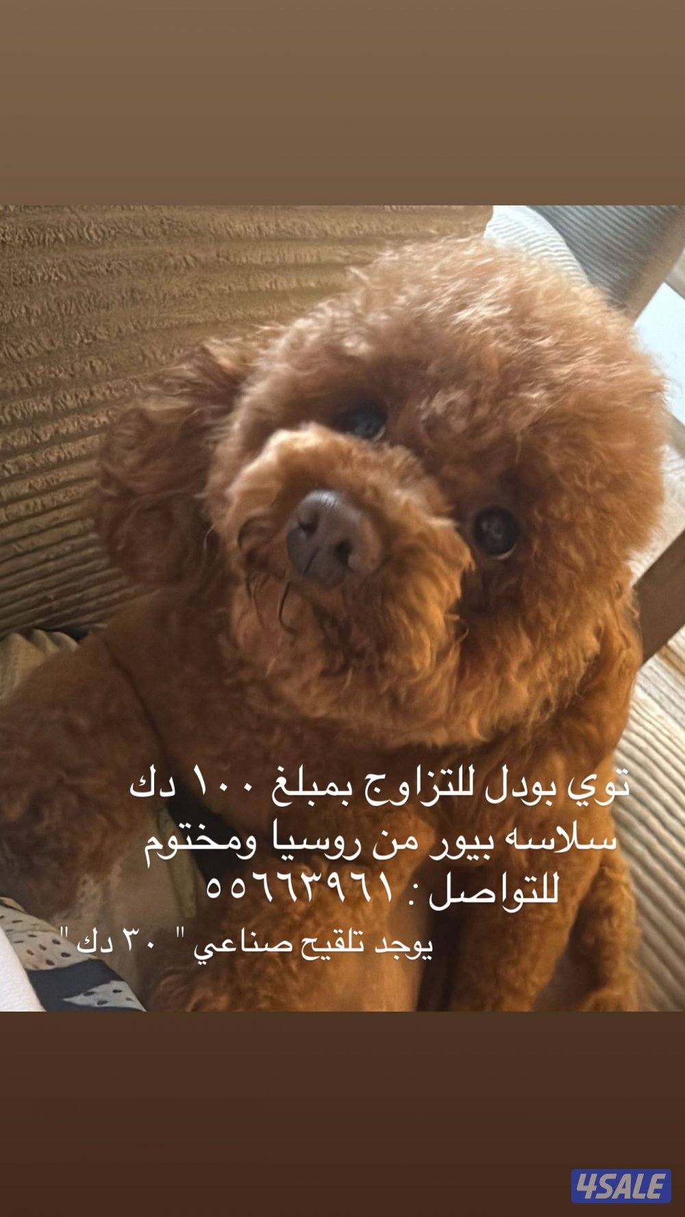 ذكر توي بودل للتزاوج بمقابل مادي  وارد روسيا مختوم0