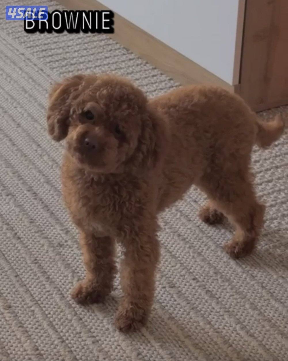 ذكر توي بودل للتزاوج بمقابل مادي  وارد روسيا مختوم2