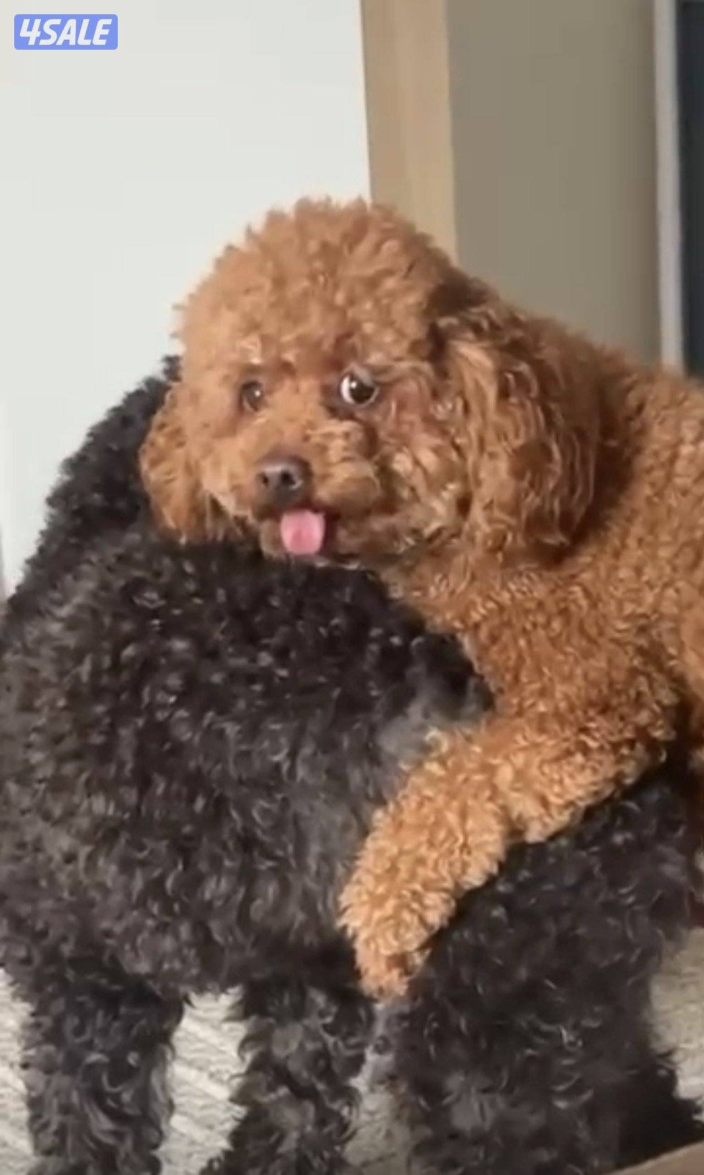 ذكر توي بودل للتزاوج بمقابل مادي  وارد روسيا مختوم3