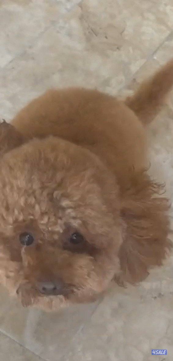 ذكر توي بودل للتزاوج بمقابل مادي  وارد روسيا مختوم4