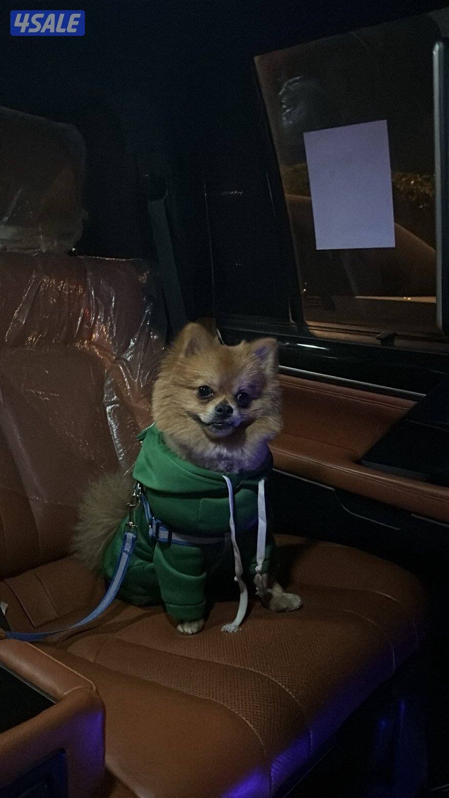 ٣ كلاب للبيع هاسكي بومرينيان يورك شاير0