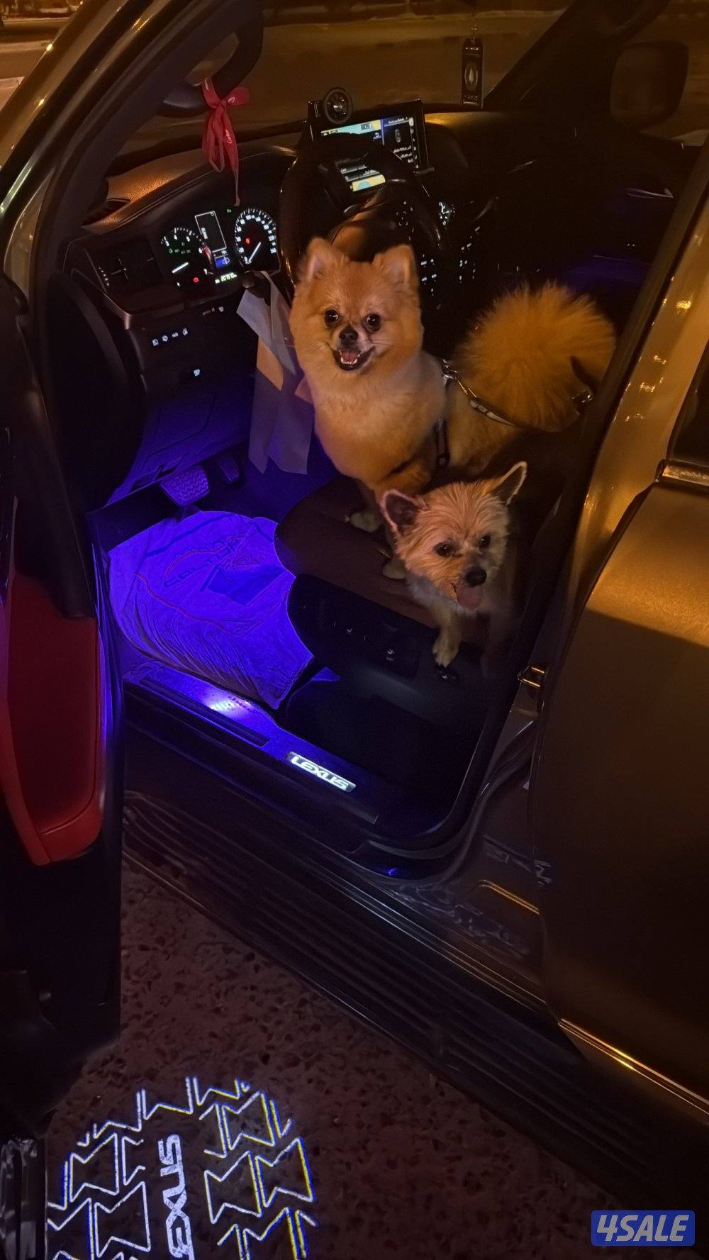 ٣ كلاب للبيع هاسكي بومرينيان يورك شاير1