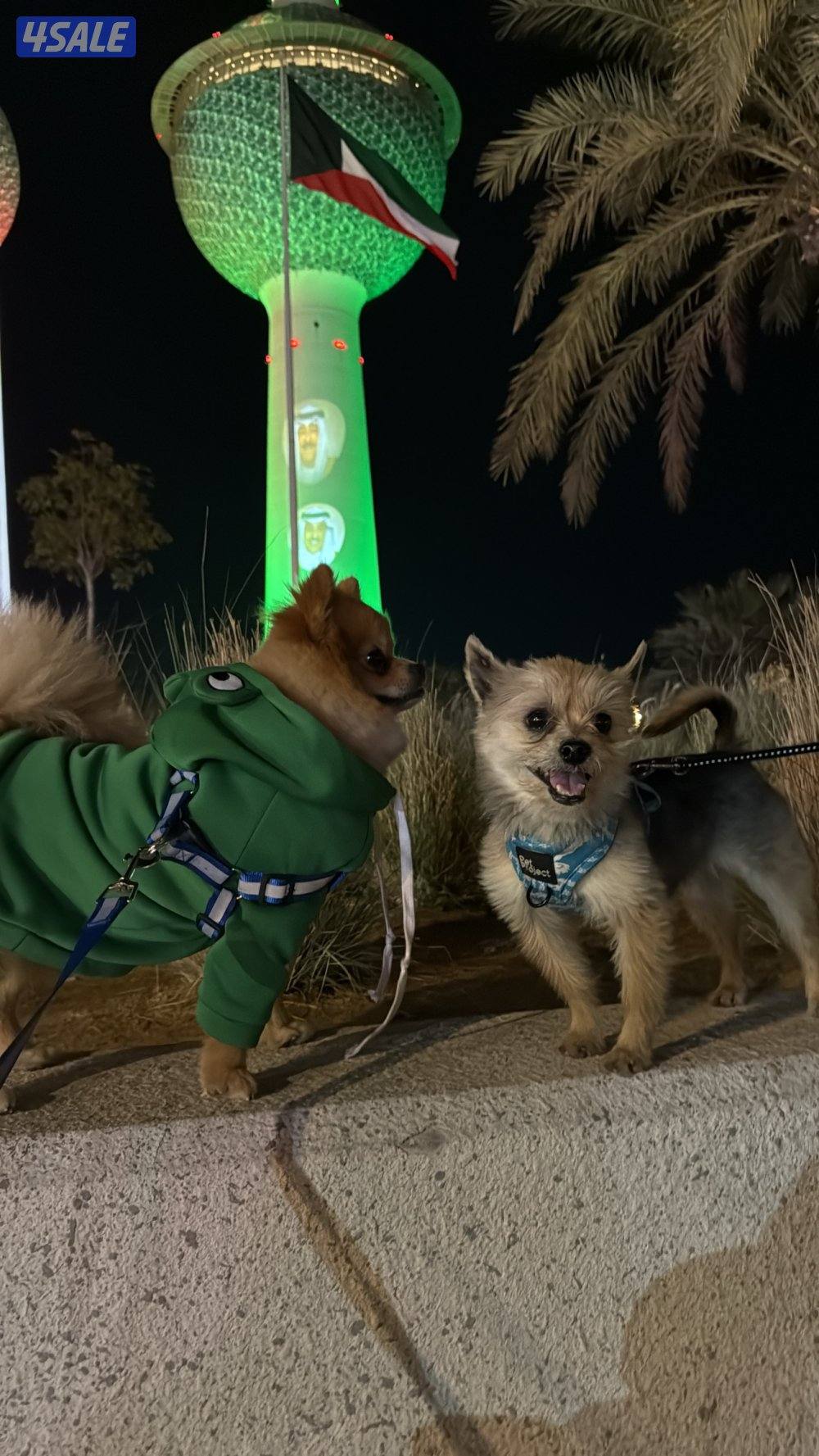 ٣ كلاب للبيع هاسكي بومرينيان يورك شاير2