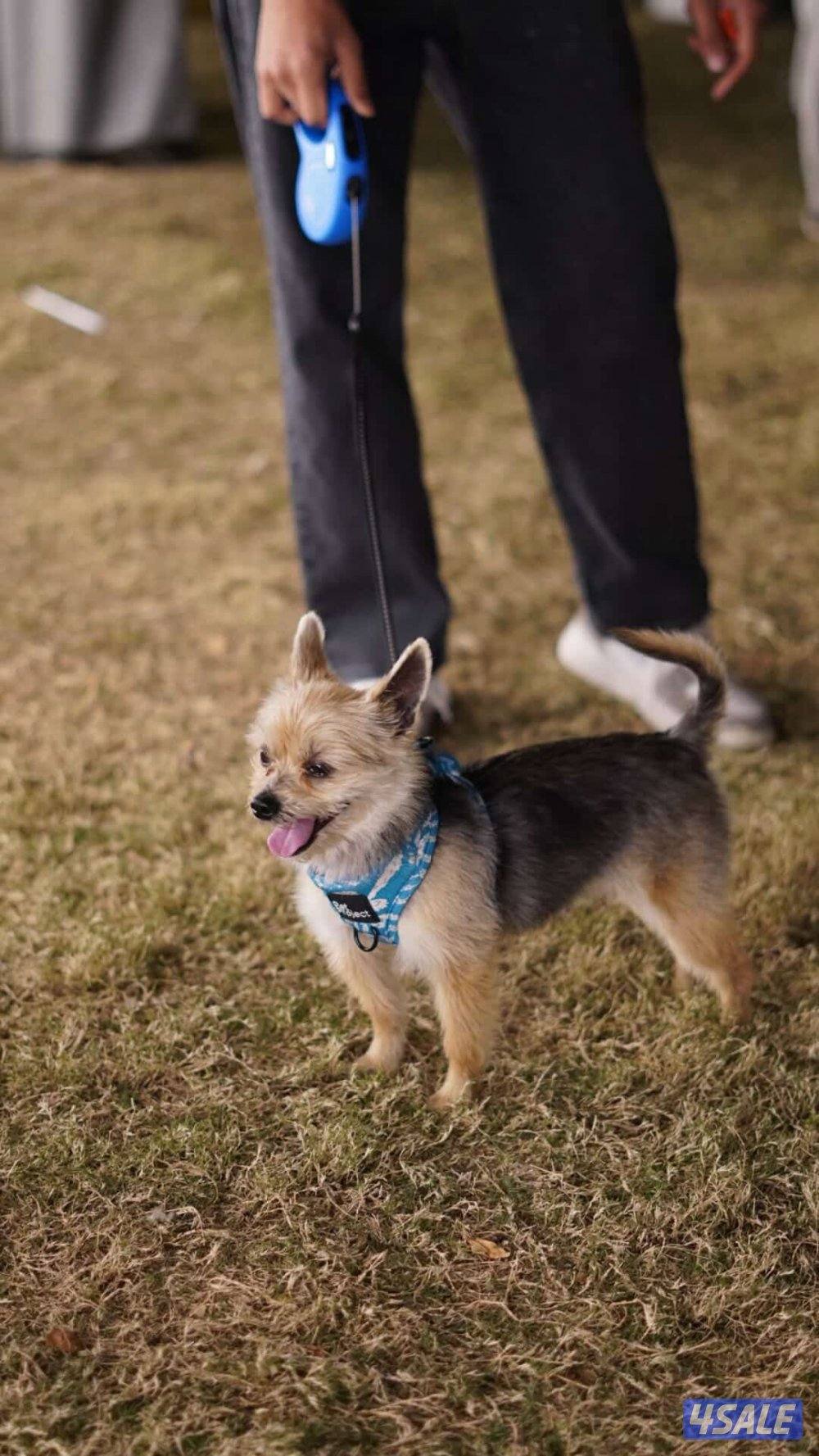 ٣ كلاب للبيع هاسكي بومرينيان يورك شاير3