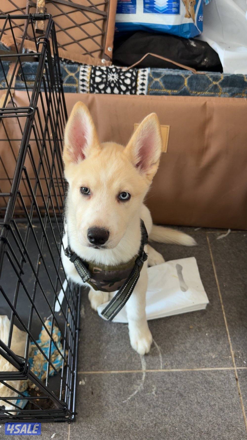 ٣ كلاب للبيع هاسكي بومرينيان يورك شاير5