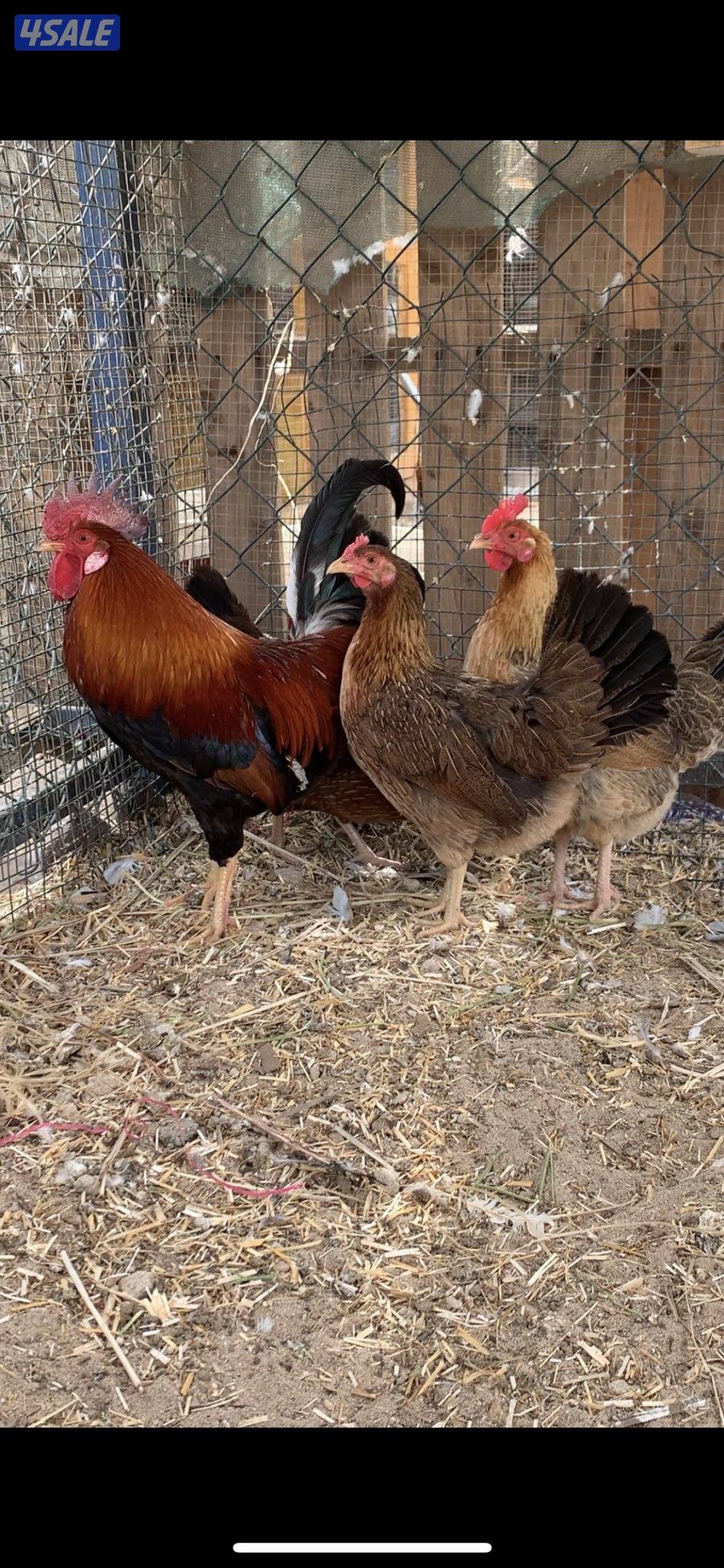 دجاج العربي القديم سيافي0