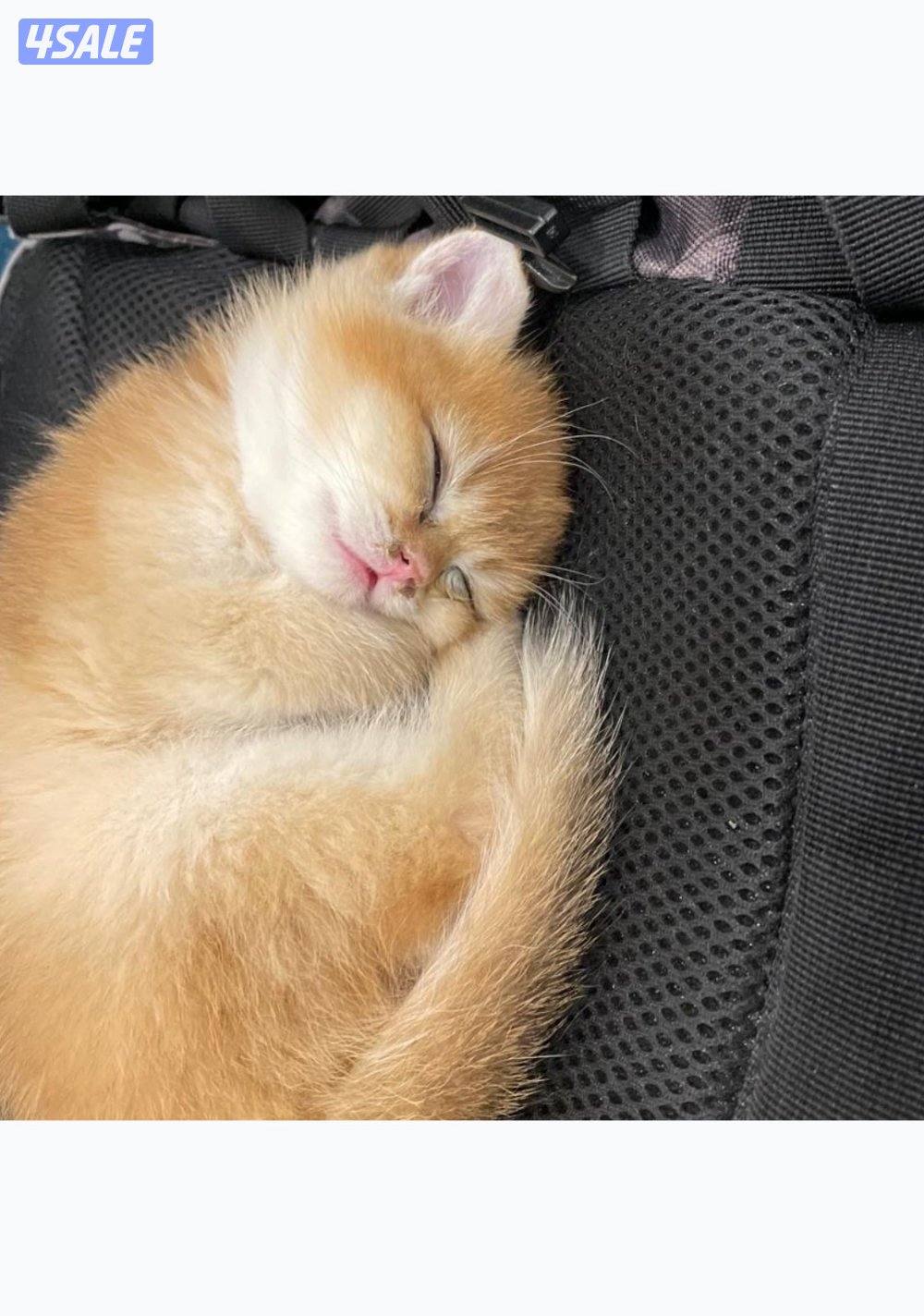 British golden 🇬🇧0