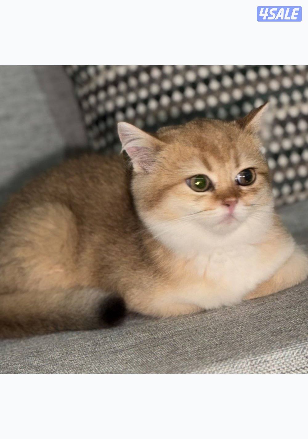 British golden 🇬🇧1