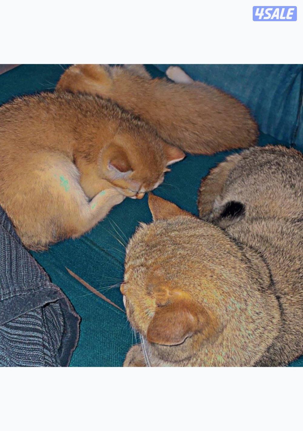 British golden 🇬🇧2