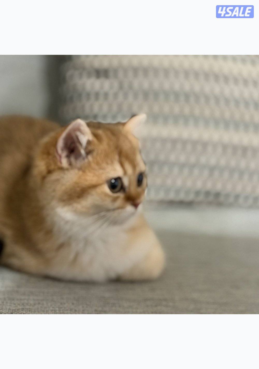 British golden 🇬🇧3