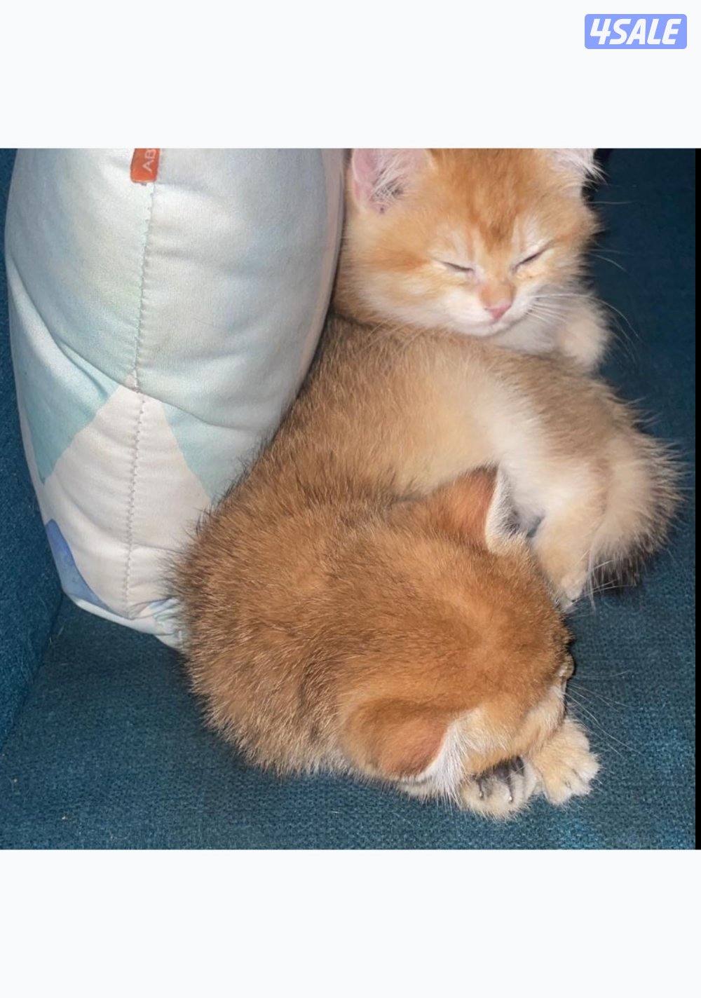 British golden 🇬🇧4