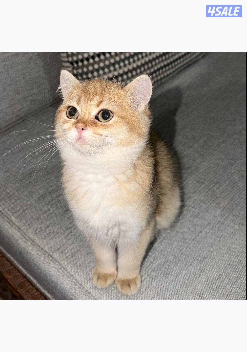 British golden 🇬🇧5