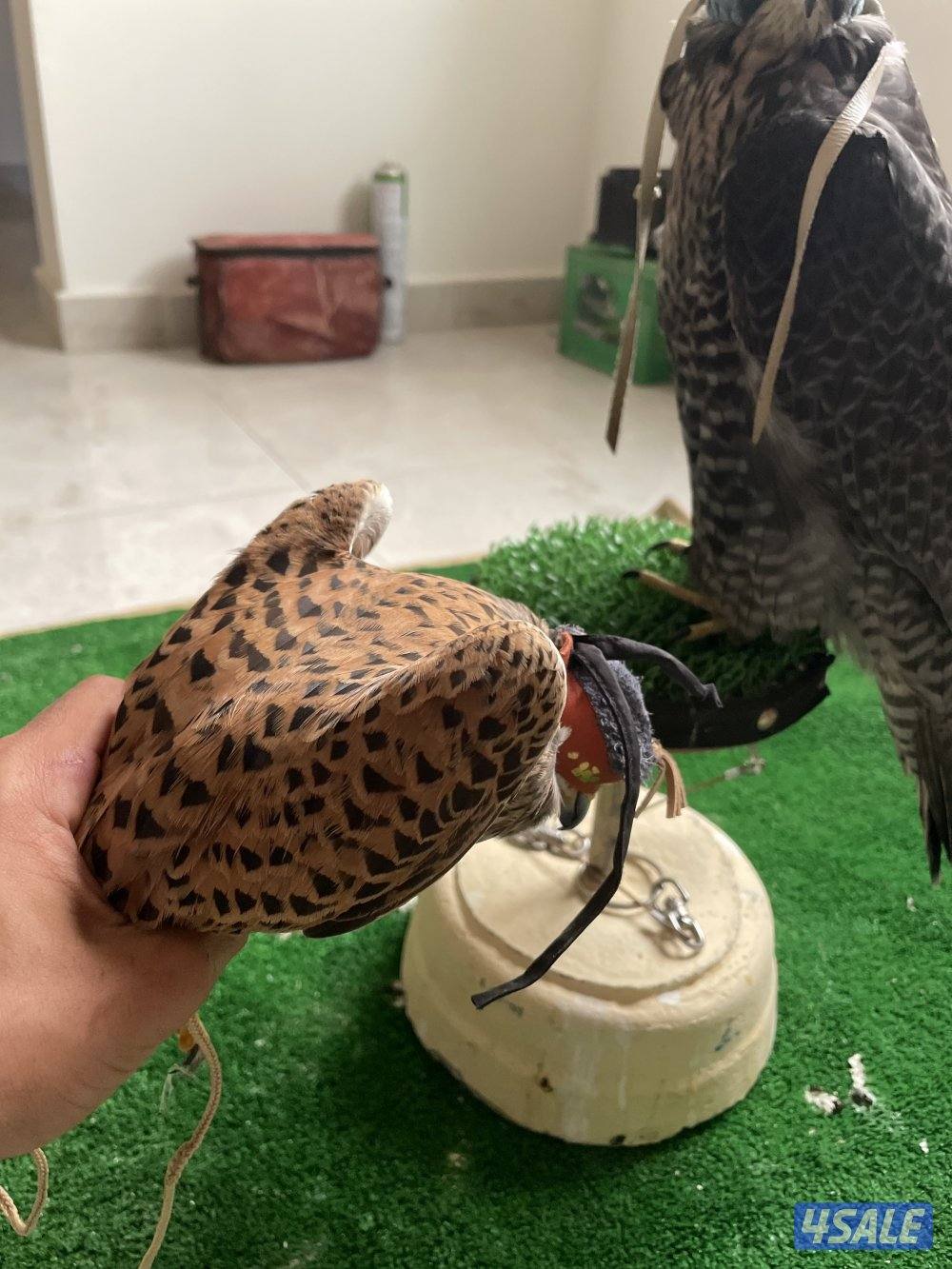 للبيع حر صغير0