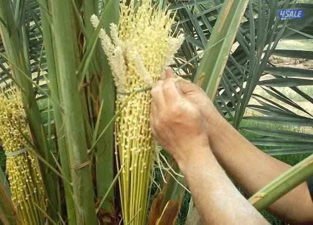 متاح عمال زراعيه.   لجميع الأعمال الزراعة  

تسميد   عمل احوض الزراعيه0