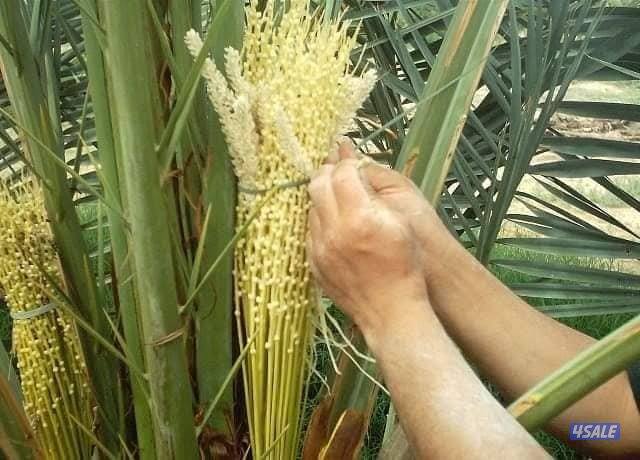 عامل زراعي /نخيل0