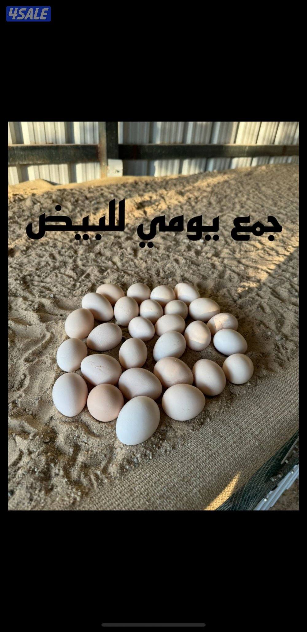 للبيع بيض عربي قديم ترثة ملقح للفقاسات مستويات صعبة جدا13